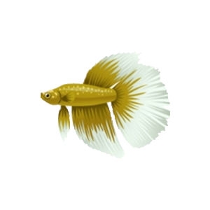 Golden Halfmoon Betta